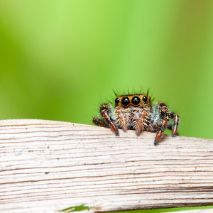 Fundraising Page: Stephanie Schuck